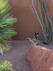 Geococcyx californianus