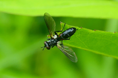 Cylindromyia interrupta