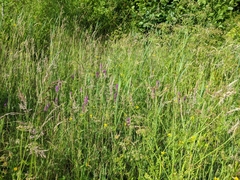 Dactylorhiza praetermissa