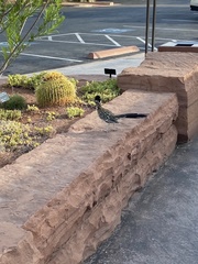 Geococcyx californianus