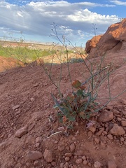 Eriogonum inflatum
