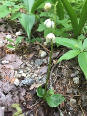 Pyrola elliptica