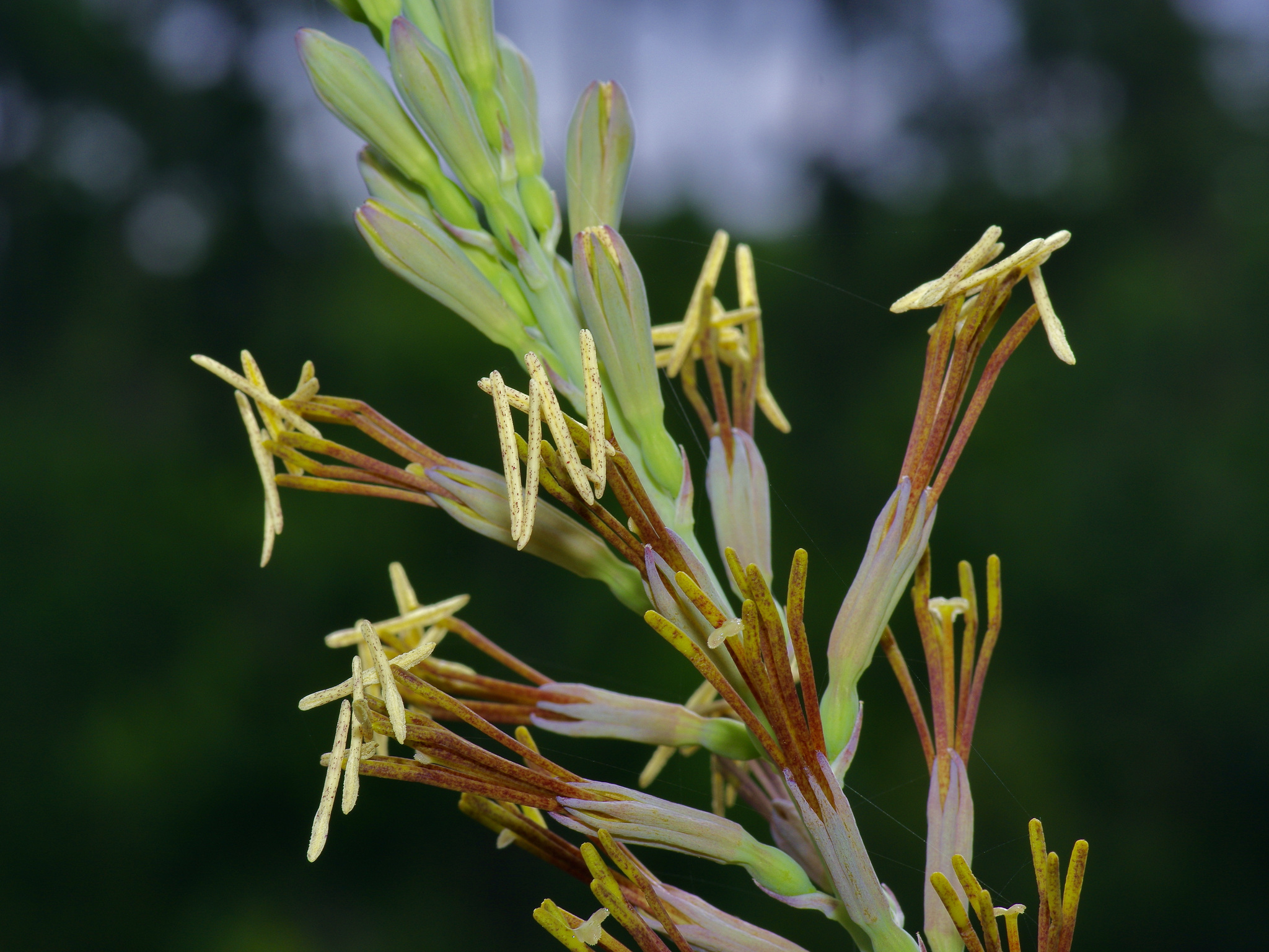 Eastern False Aloe (Manfreda virginica) · iNaturalist