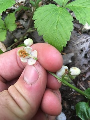 Pyrola elliptica