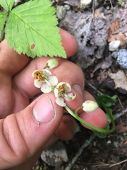 Pyrola elliptica