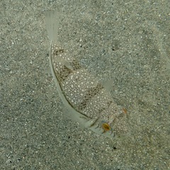 Torquigener pleurogramma