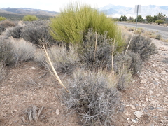 Caulanthus crassicaulis