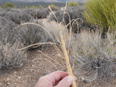 Caulanthus crassicaulis
