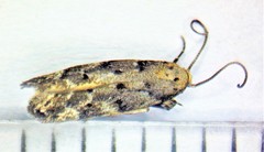 Coleotechnites piceaella