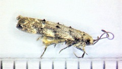 Coleotechnites piceaella