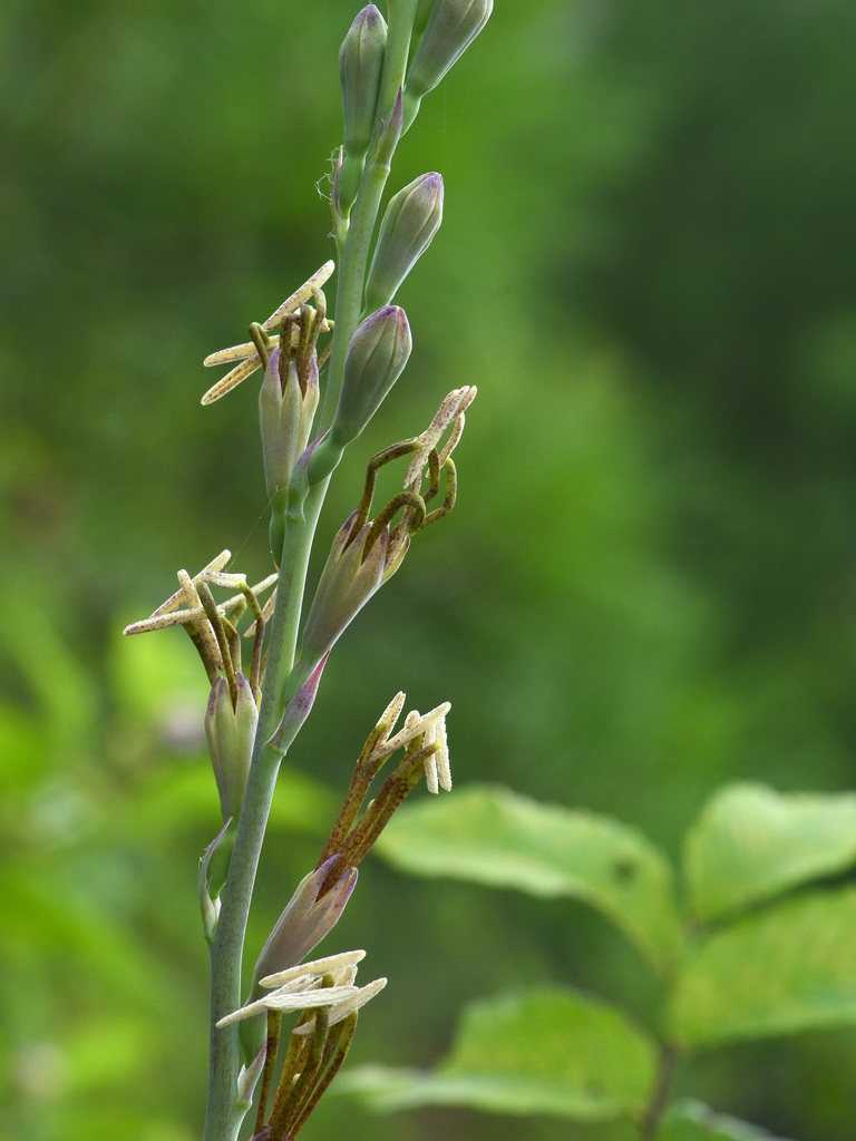 Tuberoses