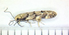 Coleotechnites piceaella