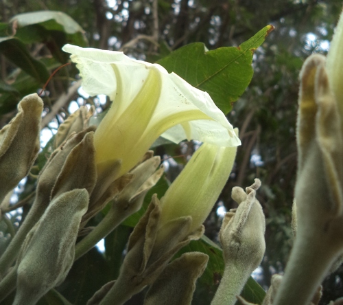 Ipomoea murucoides