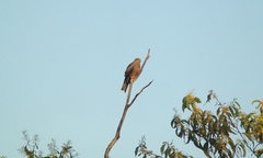 Milvus migrans affinis