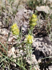 Sideritis spinulosa