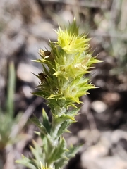 Sideritis spinulosa