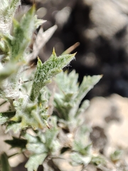 Sideritis spinulosa