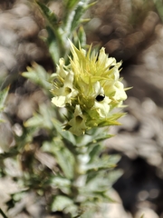Sideritis spinulosa