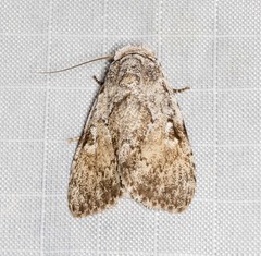 Barasa cymatistis