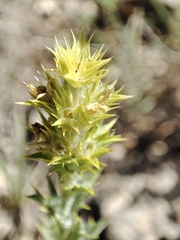 Sideritis spinulosa