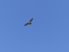 Buteo jamaicensis