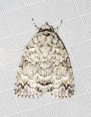 Blenina lichenopa