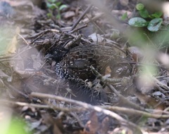 Turnix melanogaster