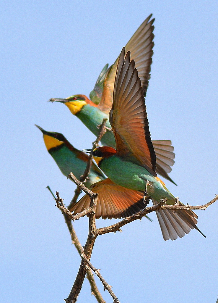 Bee-eaters