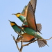 Bee-Eaters - Photo (c) copper, some rights reserved (CC BY-NC), uploaded by copper