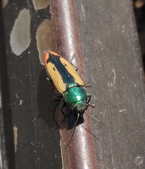 Buprestis viridisuturalis