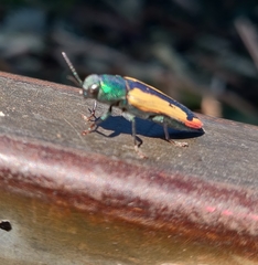 Buprestis viridisuturalis
