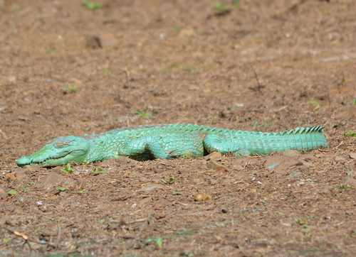 Nile Crocodile