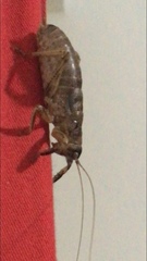 Nesoecia nigrispina