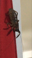 Nesoecia nigrispina