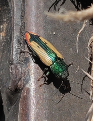 Buprestis viridisuturalis