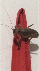 Nesoecia nigrispina
