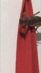 Nesoecia nigrispina