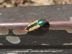 Buprestis viridisuturalis