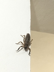 Nesoecia nigrispina