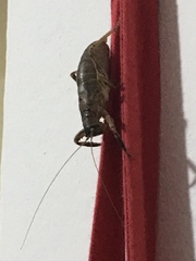 Nesoecia nigrispina