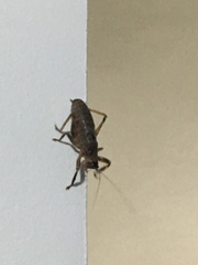 Nesoecia nigrispina