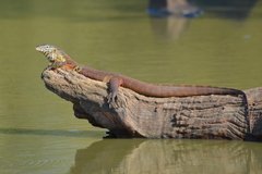 Nile Monitor photo 5