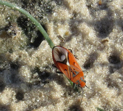 Haemobaphus concinnus