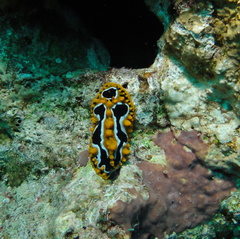 Phyllidia undula