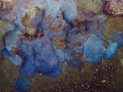 Plesiastrea versipora