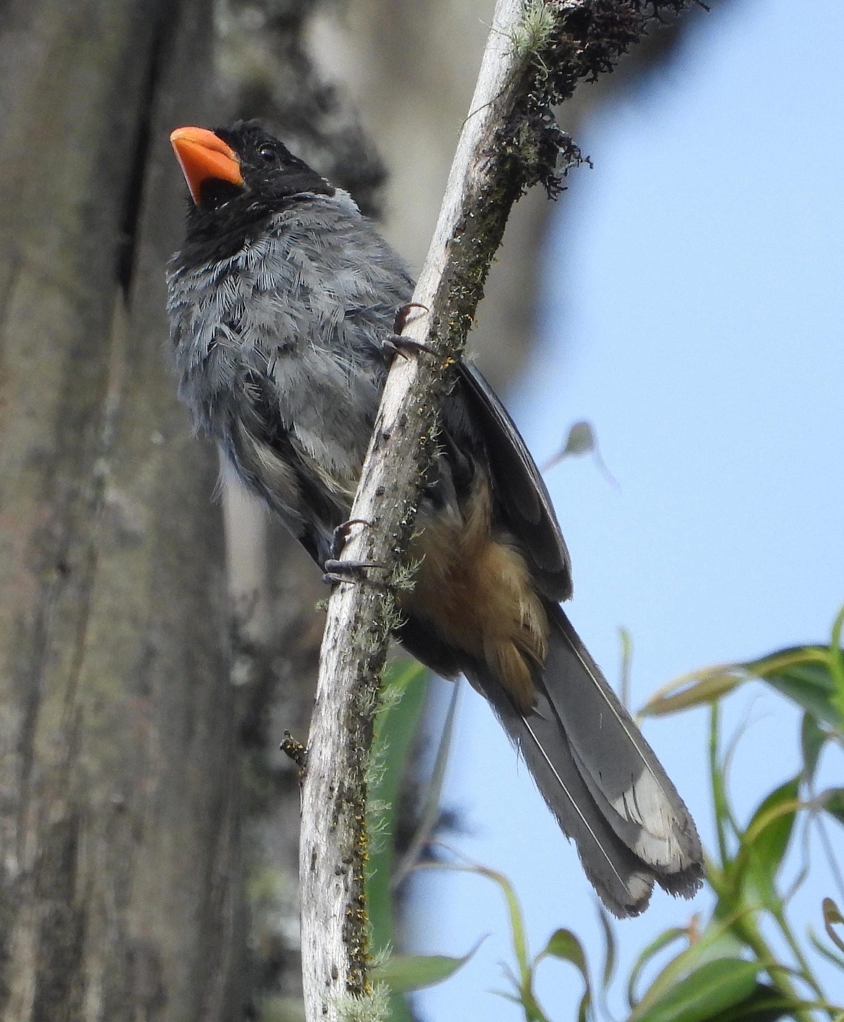 Saltator nigriceps image