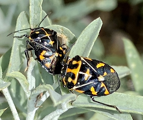 iNaturalist observation photo of Harlequin Bug