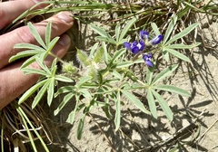Lupinus pusillus