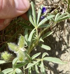 Lupinus pusillus