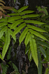 Blechnum ambiguum